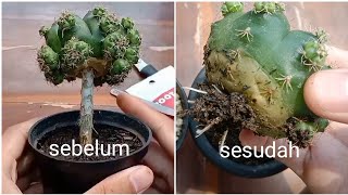 Cara Degrafting  Exgraft Kaktus pada kaktus yang digrafting dengan Pereskiopsis [upl. by Iek321]