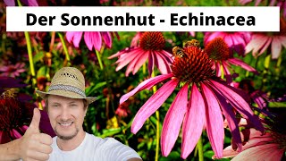 Sonnnehut  Echinacea 🌞 Mein Balkon Garten Heilpflanzen Tipp [upl. by Ambie]