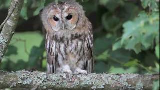 Namine peleda  Strix aluco  Tawny Owl [upl. by Krein]