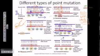 Genetic mutation DNA mutation point mutation [upl. by Mecke6]