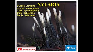 XYLARIA  Life Cycle [upl. by Lanae]