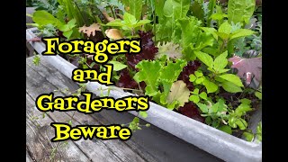 Foragers and Gardeners Beware [upl. by Adli]