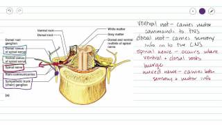 Spinal Nerves [upl. by Derrek378]