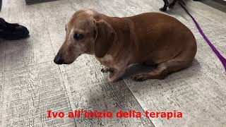 Agopuntura e ozono per ernia cervicale di bassotto  Fisioterapia Veterinaria Pisa® [upl. by Lutim]