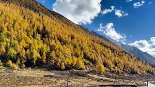 The captivating autumn scenery along the LithangXiaojin Highway travel autumntravel2024 [upl. by Ezar]