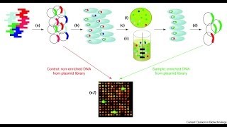 Genomic library screening [upl. by Macey]