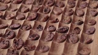 How chocolate is made The process of making chocolate from the cocoa bean to the bar [upl. by Rheingold805]