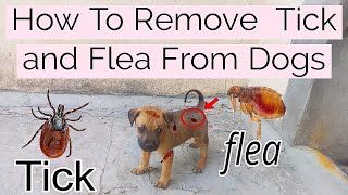 How To Remove Ticks and Fleas from Dogs [upl. by Aelhsa]