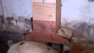 Homemmade Pig Feeder [upl. by Krawczyk]