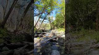 La NATURALEZA te ayuda a bajar el estrés Arroyo Corbata y su bosque patagonia argentina hiking [upl. by Semadar]