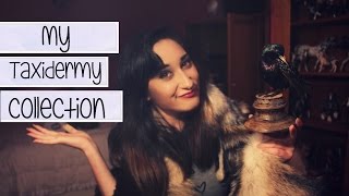 ☾ My Taxidermy Collection ☽ [upl. by Shaffert943]