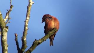 Common Crossbill Lynford 8th March 2017 [upl. by Atcele]