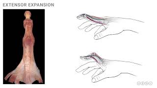 Anatomy of the Upper Limb Extensor Expansion [upl. by Jocelyn]