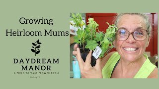 How Im Growing Heirloom Mums  Louisiana Flower Farm [upl. by Bennion]