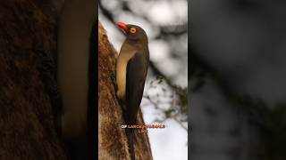 Oxpecker  BloodDrinking Bird shorts [upl. by Tipton35]