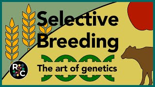 Selective Breeding  GCSE Biology [upl. by Ier]