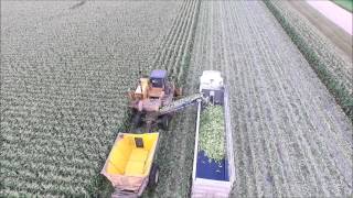 Minnesota Sweet Corn Harvest 2015 [upl. by Amahcen652]