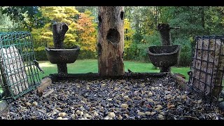 The Bird Perch Live Platform Feeder with Fall Colors 101424 [upl. by Xonel]