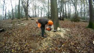 Felling a ForwardLeaning Oak Tree  NPTC CS32 Chainsaw Course [upl. by Charo]