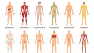 Human body system system of human body 12 organ system [upl. by Neiviv]