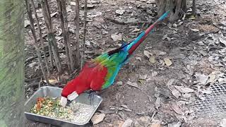 Greenwinged Macaw  River Wonders Singapore [upl. by Mellette]