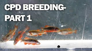 Breeding my aquarium fish [upl. by Trinee]