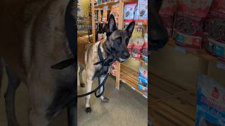 Dog Food Run doglife belgianmalinois nutrisource [upl. by Montana]