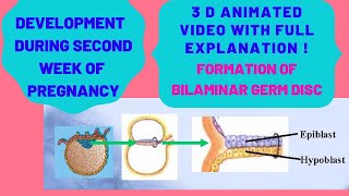 Development of Embryo during Second Week of Pregnancy  Full Explanation with 3DAnimationEmbryo [upl. by Tratner]