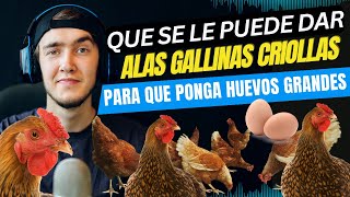 ¿Qué se le puede dar a las gallinas criollas para que pongan huevos [upl. by Airotkiv]