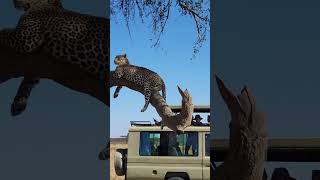 Incredible Wildlife Captured in Africa [upl. by Eatnoid505]