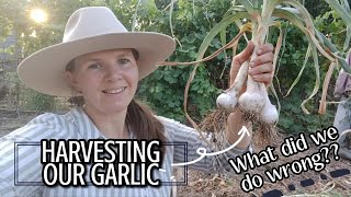 Our Garlic Harvest 2024  Failures and Successes  Australian Homestead Garden [upl. by Freda668]