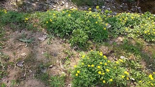 Anemone giallo Anemone ranunculoides L toxicmedicinal plant [upl. by Sibel444]