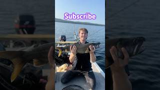 HOW TO CATCH A LAKE TROUT shorts fishing [upl. by Arondel]