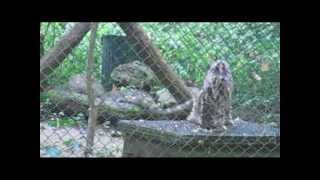 Clouded leopards in Port Lympne Wild Animal Park [upl. by Odnumyar]