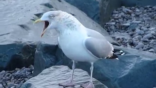 Herring Gull calling [upl. by Jules872]