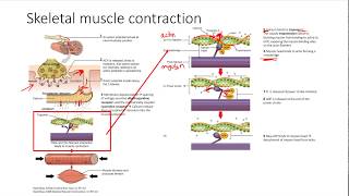 Skeletal and Smooth Muscle Contraction  MSK  Step 1 Simplified [upl. by Reisinger816]