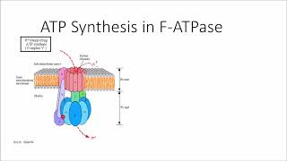 ATP Synthesis in FATPase [upl. by Dekow]