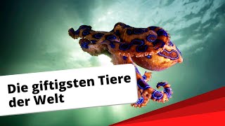 Top10 Die giftigsten Tiere der Welt [upl. by Elsworth112]