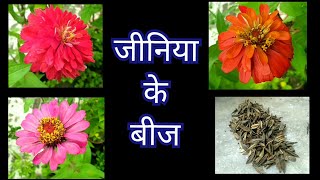 401 Collect Zinnia Seeds  जीनिया के बीज इकट्ठा करें  How To Collect Zinnia Seeds  Store Seeds [upl. by Kissel]