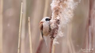 Rémiz penduline [upl. by Nedrob]