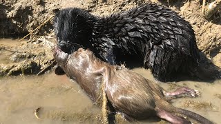 MINK KILLS MUSKRAT WITH ONE BITE PEST CONTROL WITH MINK MAN AND HIS HUNTING MINKS [upl. by Linc954]