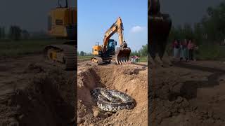 Backhoe accidentally digs up a pythonyoutubeshorts [upl. by Griffis]