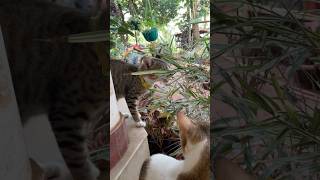 Kitten eats leaves 🍃  Funny cat eating leaves funnycat shorts funnyshorts [upl. by Saraiya]