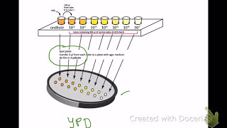 Graphing Cell OD  Viable Numbers Versus Dilution [upl. by Siron]