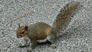 SQUIRREL SERENADE A Stroll in the Park [upl. by Lertsek]