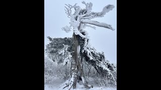 태백산 눈꽃 Taebaek Mt snowflake in Korea 설경snow scene [upl. by Tabitha]