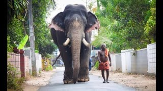 Erattupetta Ayyappan Kerala elephant  ഈരാറ്റുപേട്ട അയ്യപ്പന്റെ ഒരു രാജകീയ വരവ് [upl. by Hartman123]