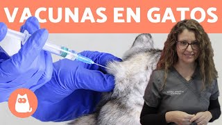 VACUNAR GATOS ¿Cómo y Cada Cuánto 🐱 Consejos Veterinarios [upl. by Aihsital]