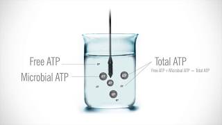 Hygiena AquaSnap Free water ATP Test [upl. by Ahsilat]