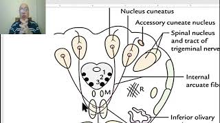 Anatomy of CNS Module in Arabic 2024 4 Lemnisci by Dr Wahdan [upl. by Yates]